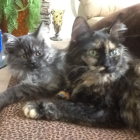 This is my Abigail, Lexi and Crikit - Picture 3 of 13